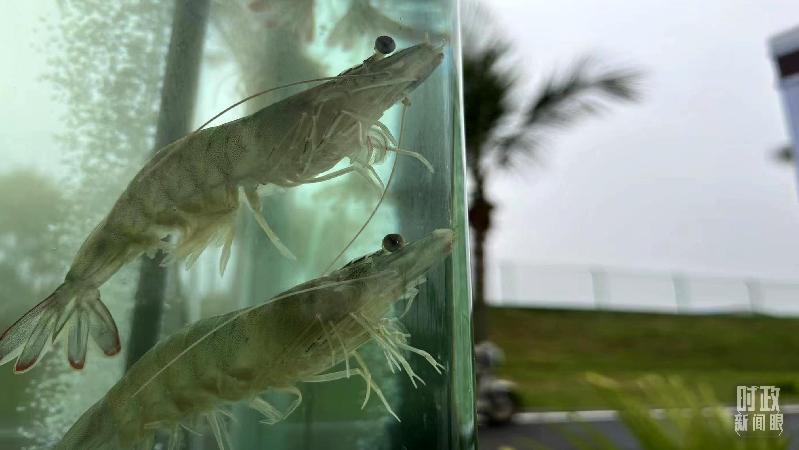 时政新闻眼丨习近平赴湛江考察,承载哪些战略考量? 时政新闻眼丨习近平赴湛江考察,承载哪些战略考量?