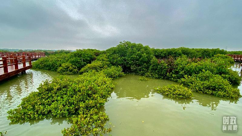 时政新闻眼丨习近平赴湛江考察,承载哪些战略考量? 时政新闻眼丨习近平赴湛江考察,承载哪些战略考量?