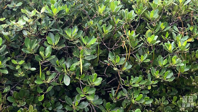 时政新闻眼丨习近平赴湛江考察,承载哪些战略考量? 时政新闻眼丨习近平赴湛江考察,承载哪些战略考量?